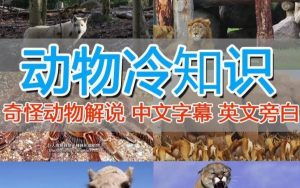 外面卖1699的国外纪录片解说（动物解说、美食、动画片）稳过中视频-一起网赚吧